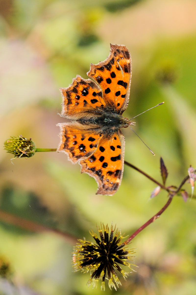 L^en@\iTԁj@ꋴ iÉj@s@Photo by Kohyuh@2021/12/06