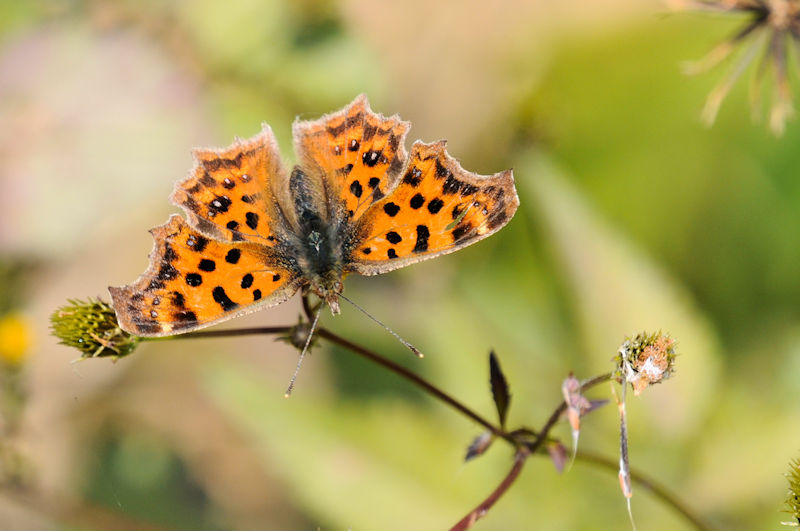 L^en@\iTԁj@ꋴ iÉj@s@Photo by Kohyuh@2021/12/06