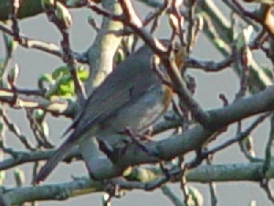 ロビン レンヌ Rennes, France 2004/04/24 Photo by Kohyuh Komadori_rennes_20040424