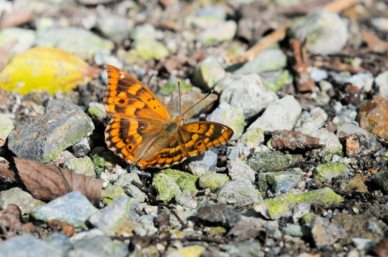 コムラサキ♀　かわきた運動公園　八幡市　2020/09/19　Photo by Kohyuh