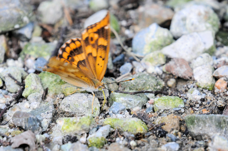 コムラサキ♀　かわきた運動公園　八幡市　2020/09/19　Photo by Kohyuh