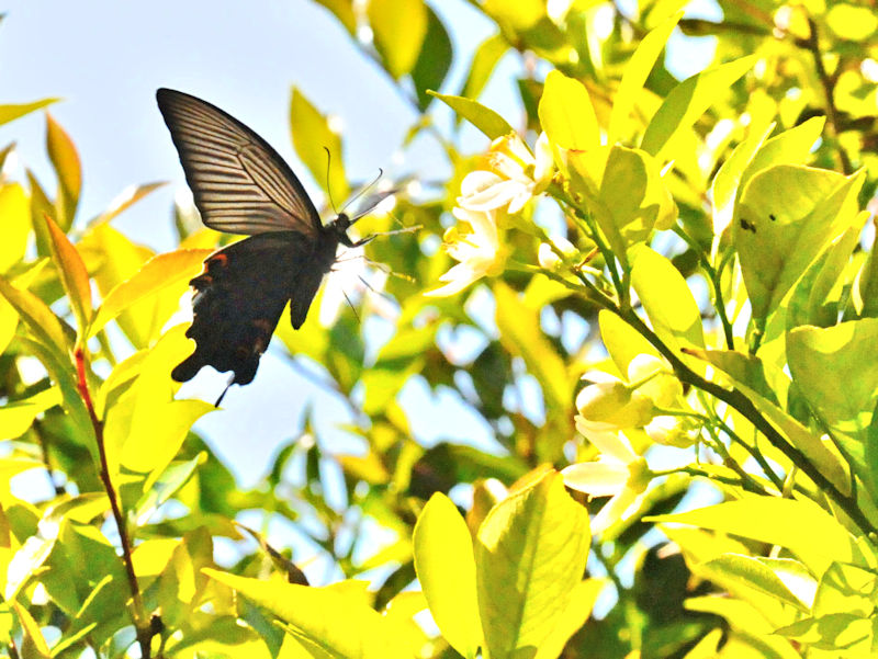 NAQniS-1j@s@jR@Photo by Kohyuh@2018/05/10