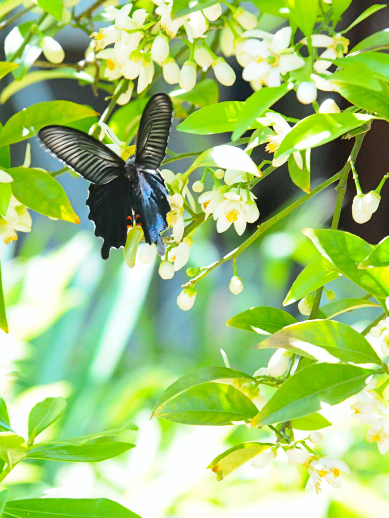 NAQniS-2j@s@jR@Photo by Kohyuh@2018/05/10