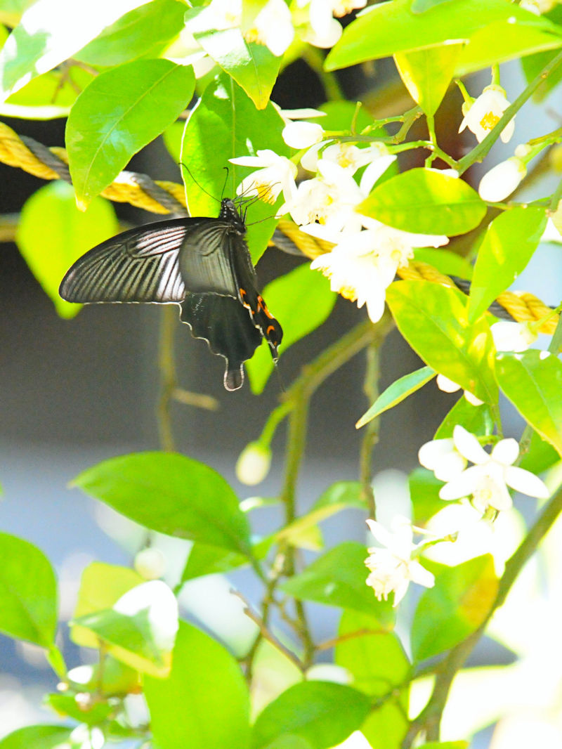 NAQniS-3j@s@jR@Photo by Kohyuh@2018/05/10