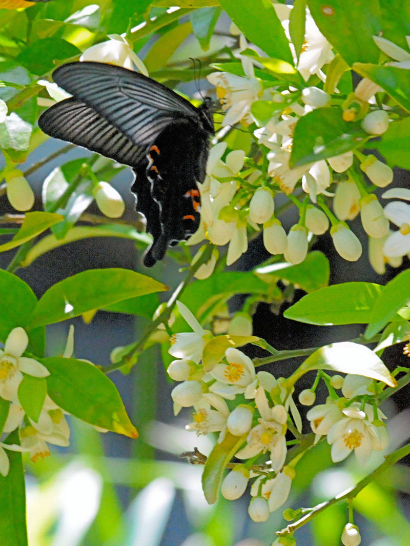 NAQniS-4j@s@jR@Photo by Kohyuh@2018/05/10