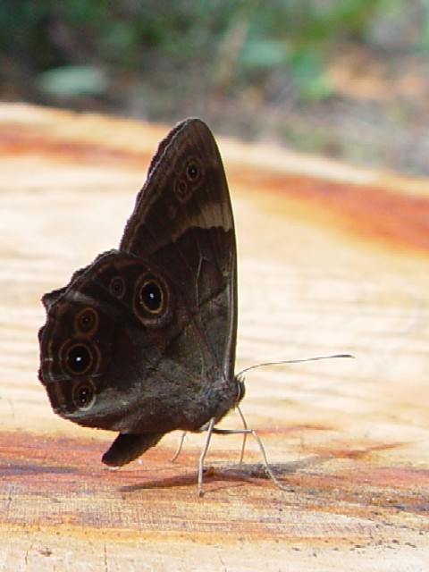 A NqJQ @s@R@Photo by Kohyuh@2006/09/24