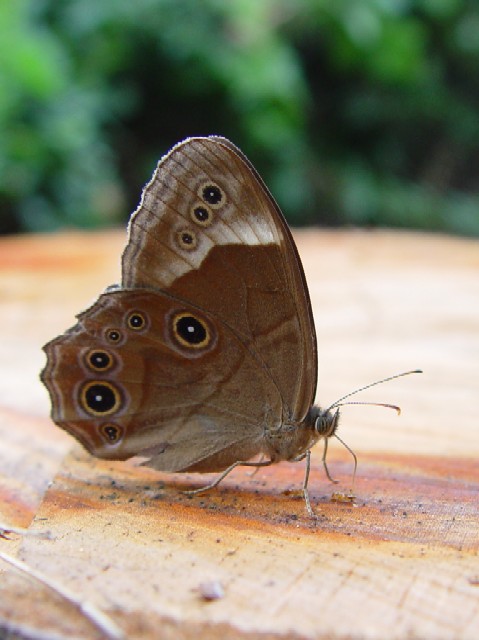 @ NqJQ @s@R@Photo by Kohyuh@2006/09/24