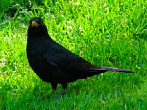 《クロウタドリ》　写真はクリックで拡大する