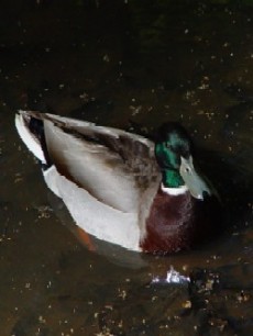 マガモ (合鴨?) Magamo2_chenonceaux