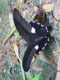 sLAQnt@ʐ^̓NbNŊg傷