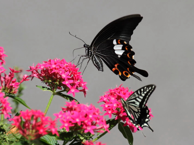 B LAQn@@WH@킶Ԃ@Photo by Manda@2013/09/24@iʐ^񋟁F@ݓcj