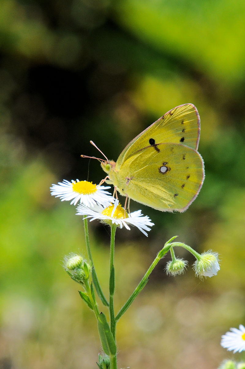 L`E@@J@s@Photo by Kohyuh@2022/06/04