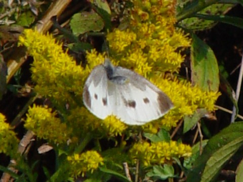 A V`E@@v@jE݁@Photo by Kohyuh@2005/11/22