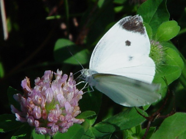 @ V`E@@s@J@St߂@Photo by Kohyuh@2003/08/10