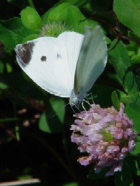 sV`Et@ʐ^̓NbNŊg傷