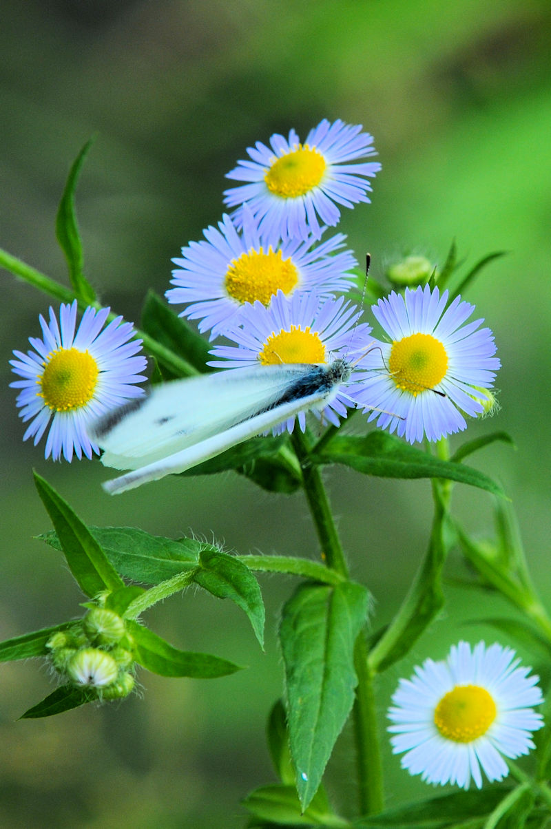 V`E@s@J@Photo by Kohyuh@2021/05/25