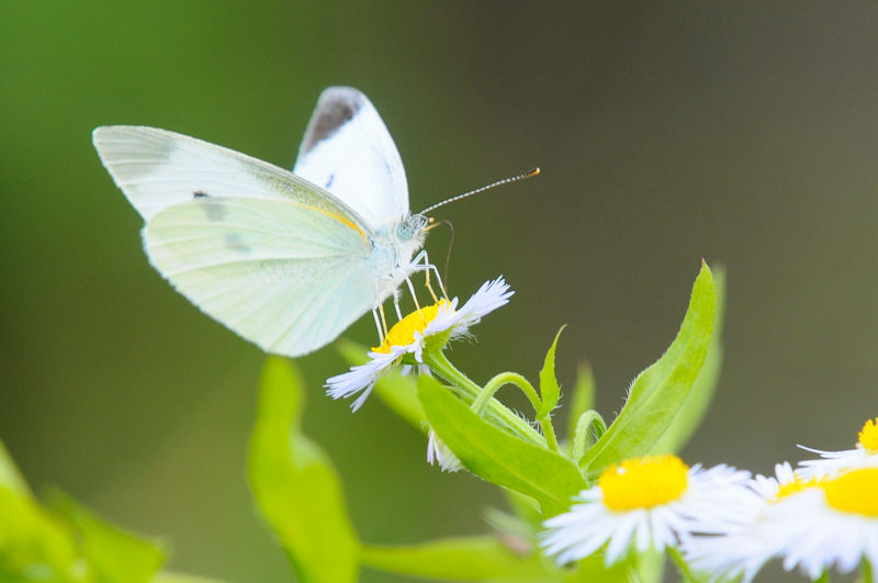 V`E@s@J@Photo by Kohyuh@2021/05/28