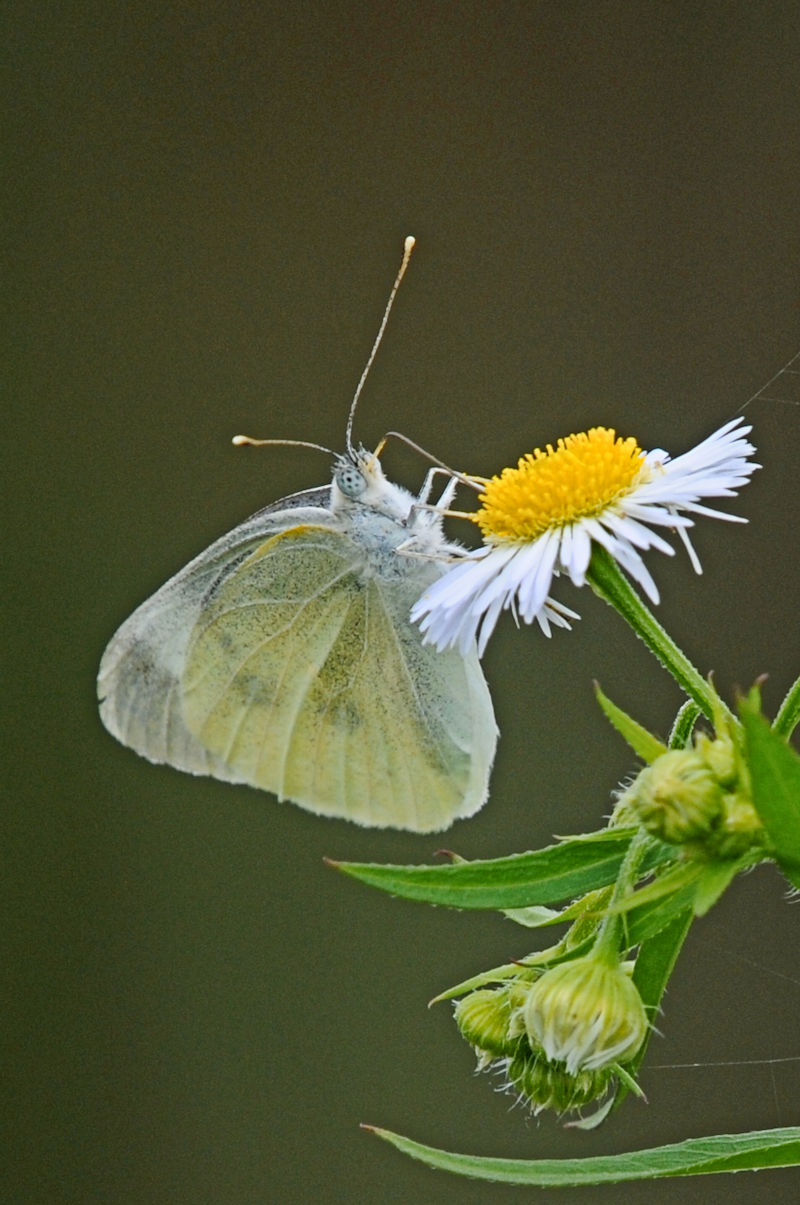 V`E@s@J@Photo by Kohyuh@2021/05/28