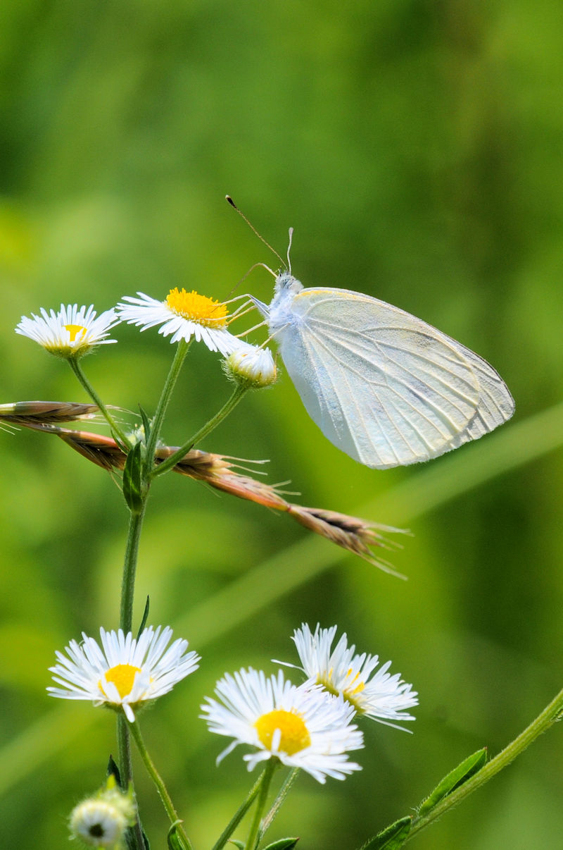 V`E@@J@s@Photo by Kohyuh@2022/06/04