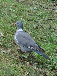 《モリバト》 写真はクリックで拡大する 《モリバト》 写真はクリックで拡大する