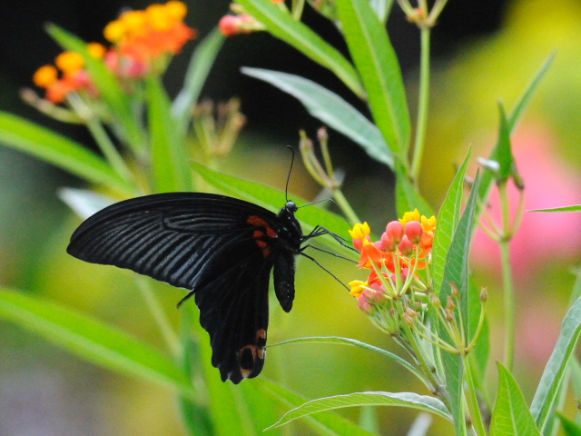 @ iKTLAQn @s{A @Photo by Kohyuh@2011/10/31