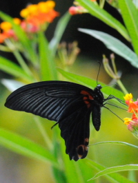 siKTLAQnt@ʐ^̓NbNŊg傷