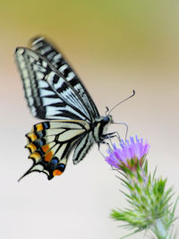 sAQn`Et@ʐ^̓NbNŊg傷