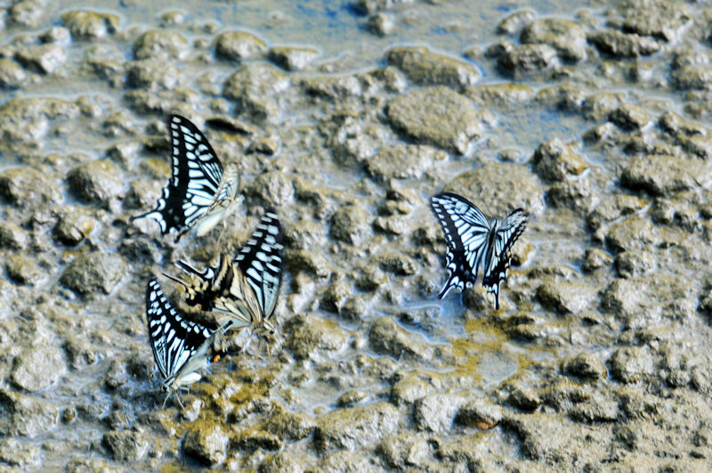 AQn`EiQj@D@s@Photo by Kohyuh@2019/09/03