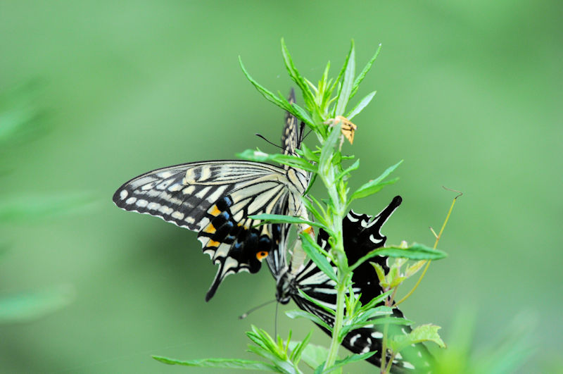 AQn`Ě@J@s@Photo by Kohyuh@2021/08/11