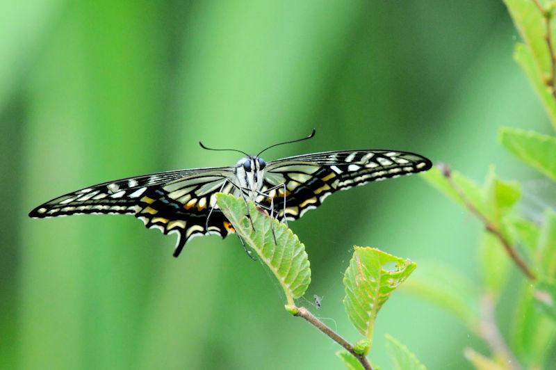 AQn`E@_䎛@jR@s@Photo by Kohyuh@2022/06/18