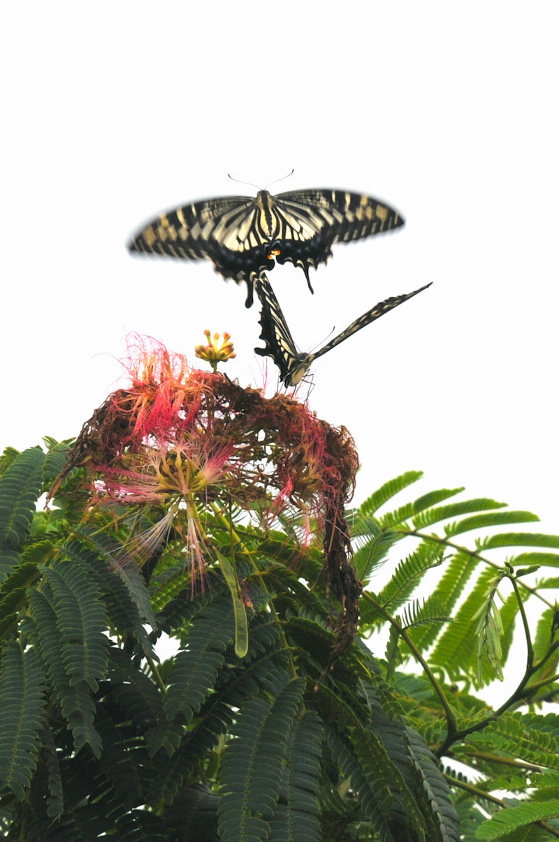 AQn`E@J@s@Photo by Kohyuh@2022/07/15