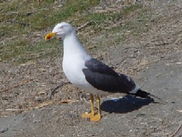 《オオカモメ》 クリックで拡大する Okamome