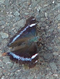 s^ent@ʐ^̓NbNŊg傷