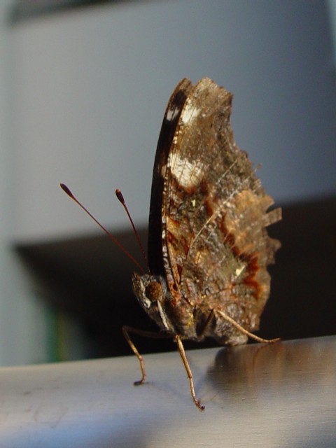 (2) ^en@@s@jR@Photo by Kohyuh@2005/11/04