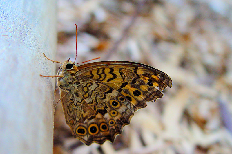 TgL}_qJQ@s@jR@Photo by Kohyuh@2006/08/23