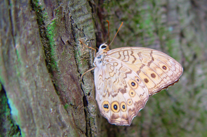 TgL}_qJQ@s@jR@Photo by Kohyuh@2006/08/23