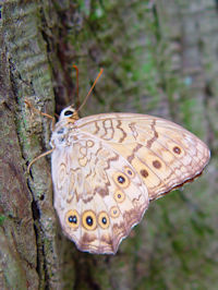 sTgL}_qJQt@ʐ^̓NbNŊg傷