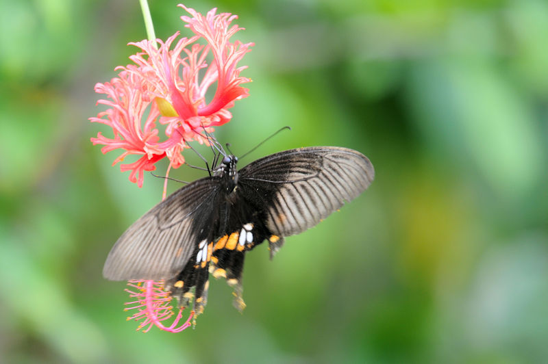 VIrAQn@Am iȂ񂶂傤j@ꌧ@Photo by Kohyuh@2020/11/11