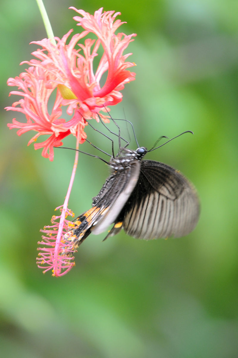 VIrAQn@Am iȂ񂶂傤j@ꌧ@Photo by Kohyuh@2020/11/11