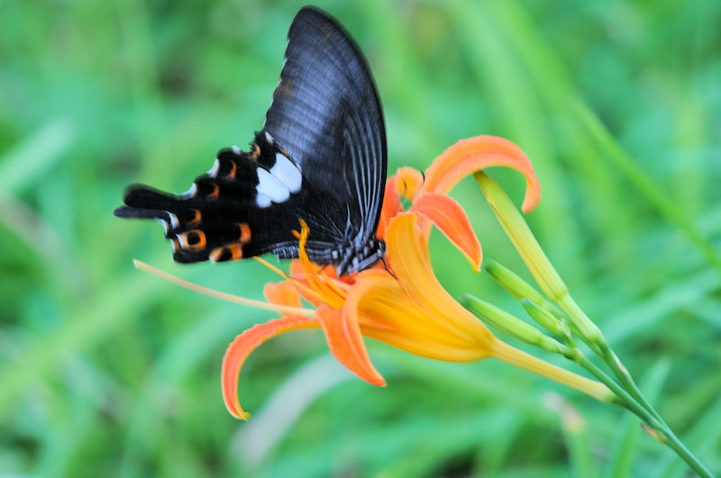 VIrAQn@Am iȂ񂶂傤j@ꌧ@Photo by Kohyuh@2020/11/11