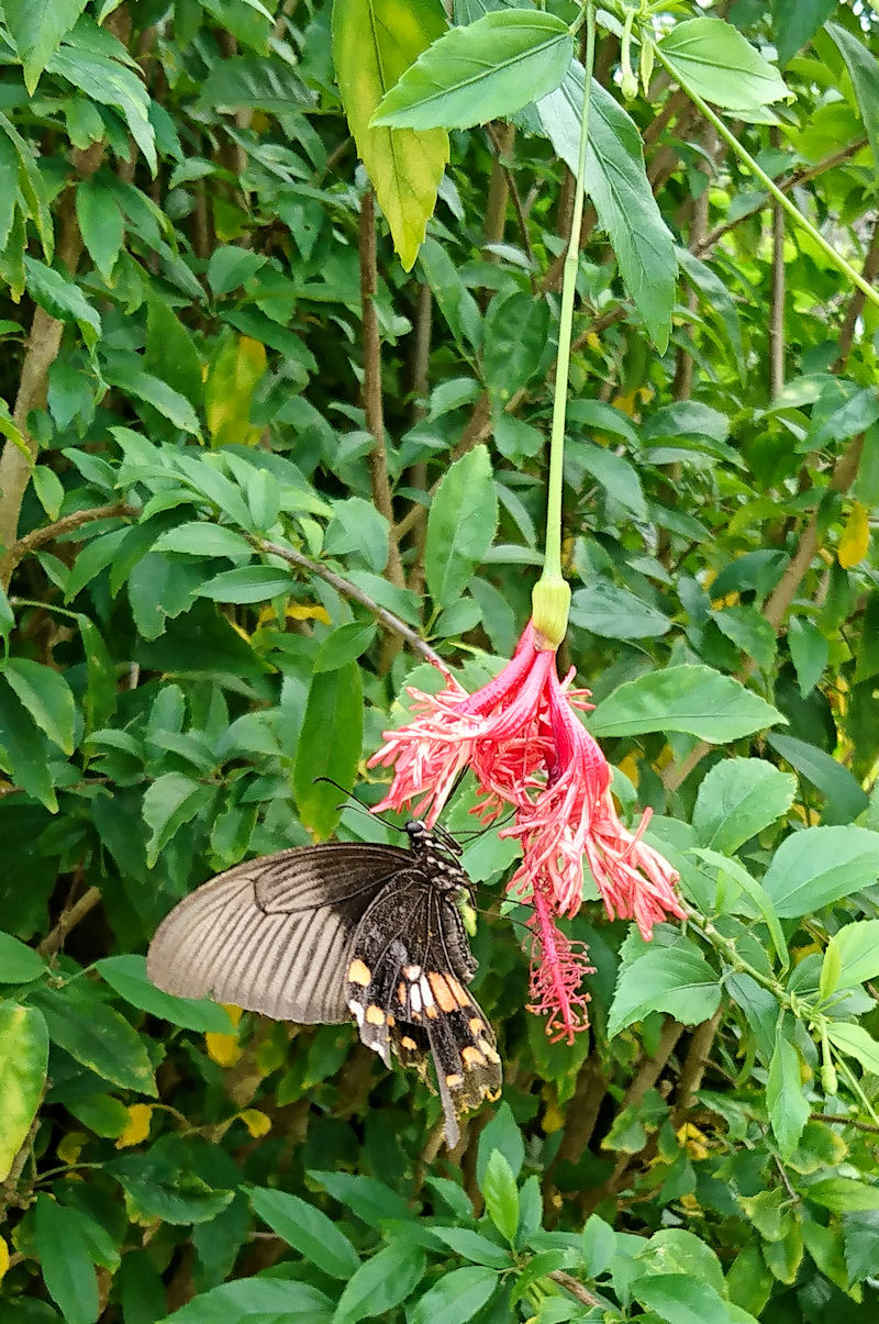 VIrAQn@Am iȂ񂶂傤j@ꌧ@Photo by Kohyuh@2020/11/11