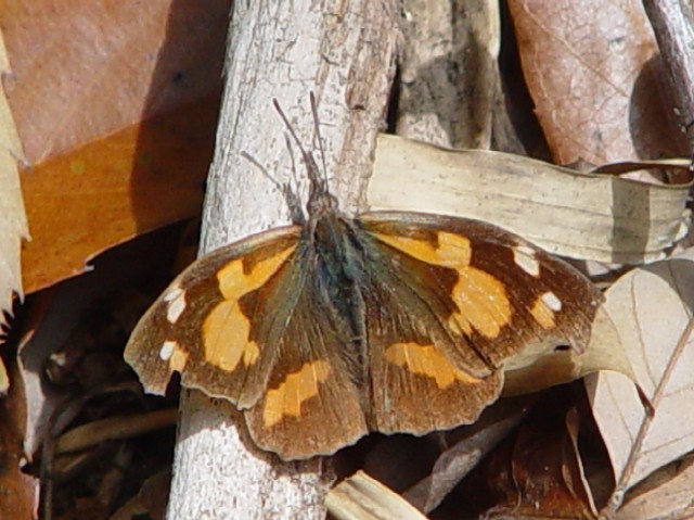 (2) eO`E@\@@s@jR@Ђ܂胋[g@Photo by Kohyuh@2004/04/13