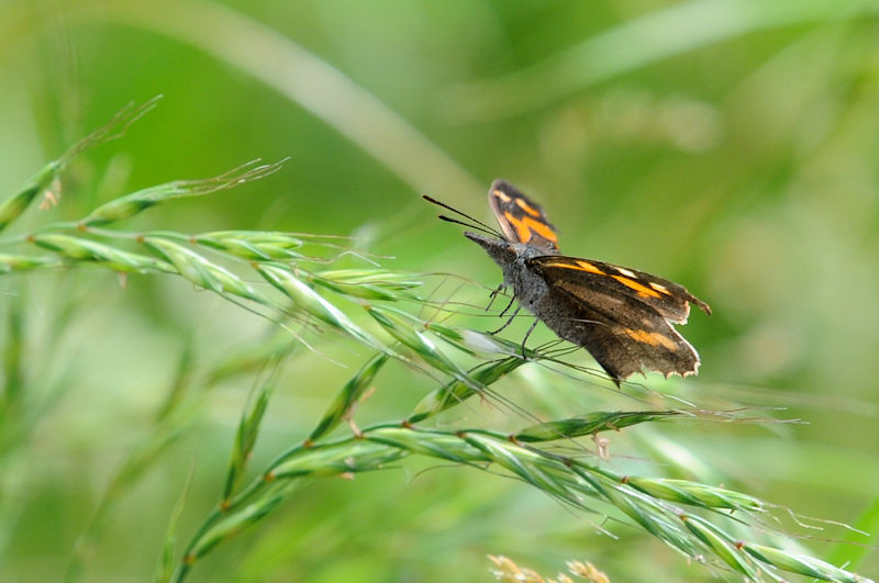 eO`E@s@w@F썶݁@Photo by Kohyuh@2020/06/01