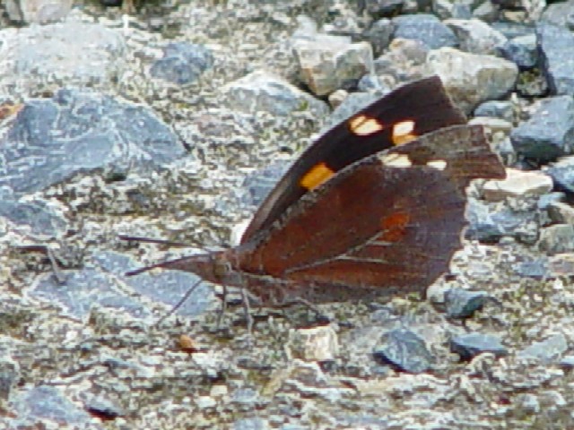 (1) eO`E@@@s@w@F썶݁@Photo by Kohyuh@2004/06/24