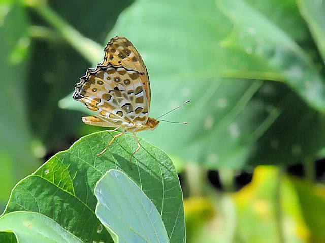 c}OqEij s@w@Photo by Kohyuh@2018/08/23