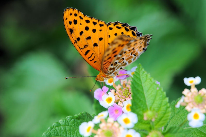  c}OqE iQ-1j@D@s@Photo by Kohyuh@2019/09/03