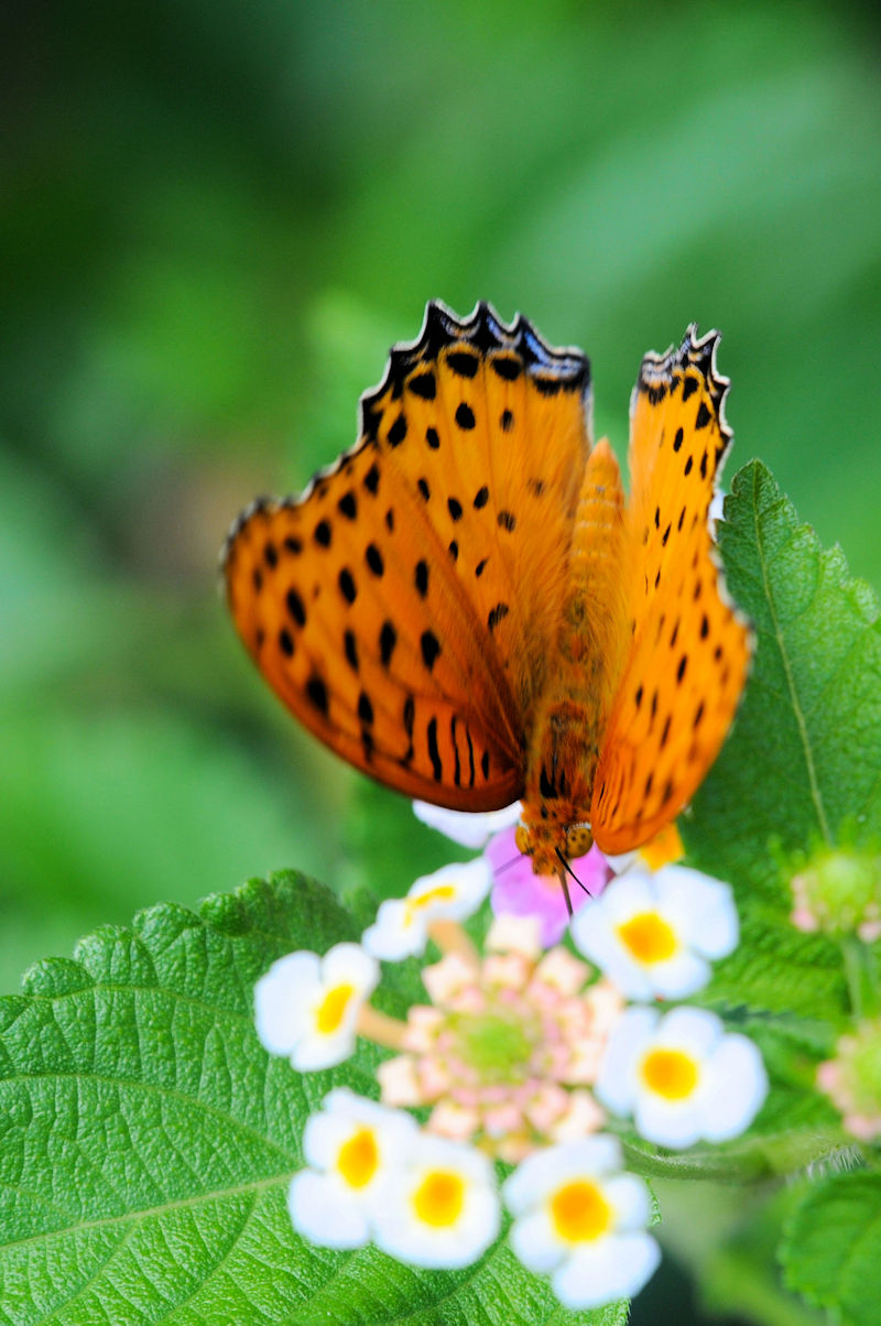  c}OqE iQ-2j@D@s@Photo by Kohyuh@2019/09/03