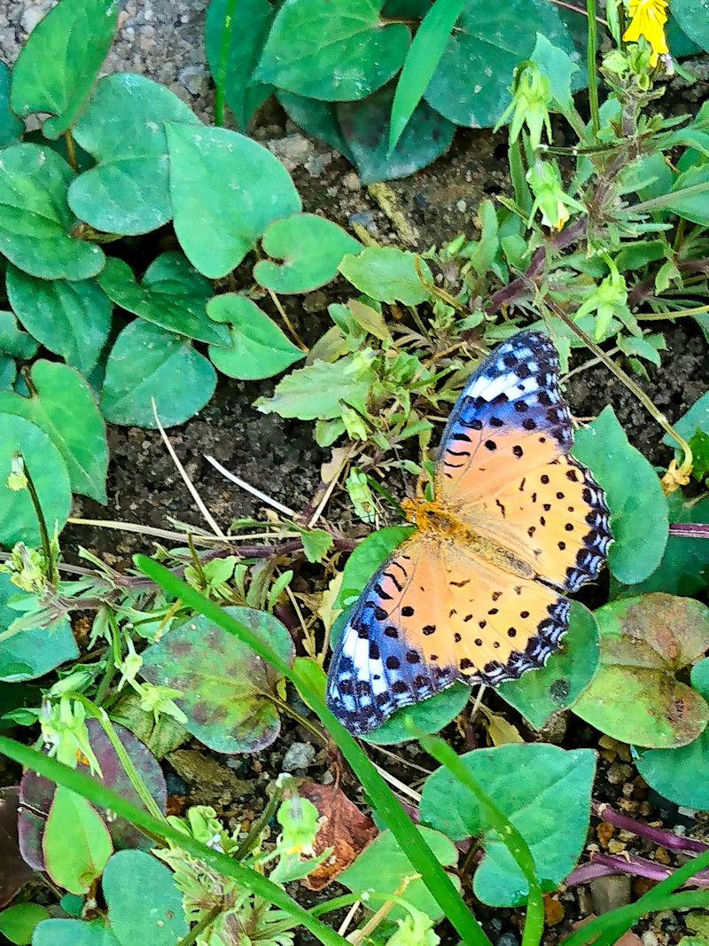 c}OqE iQԁj@킫^@s@Photo by Kohyuh@2020/08/01