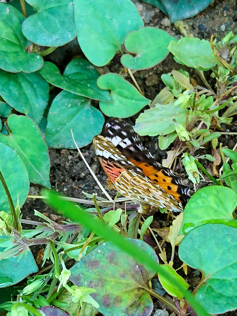 c}OqE iQԁj@킫^@s@Photo by Kohyuh@2020/08/01