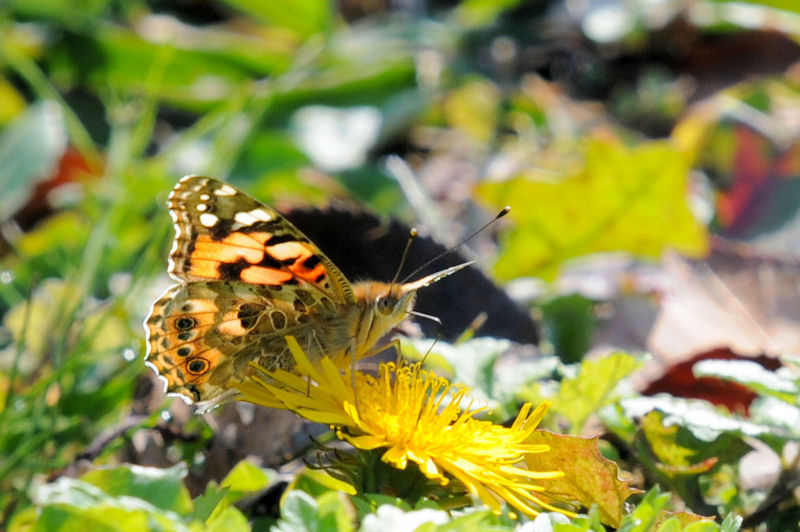 c}OqE ij@s@J@Photo by Kohyuh@2021/11/18